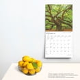 thumbnail image 5 of Majesty of Trees 2025 12 X 24 Inch Monthly Square Wall Calendar Plastic-Free (Wall), 5 of 9