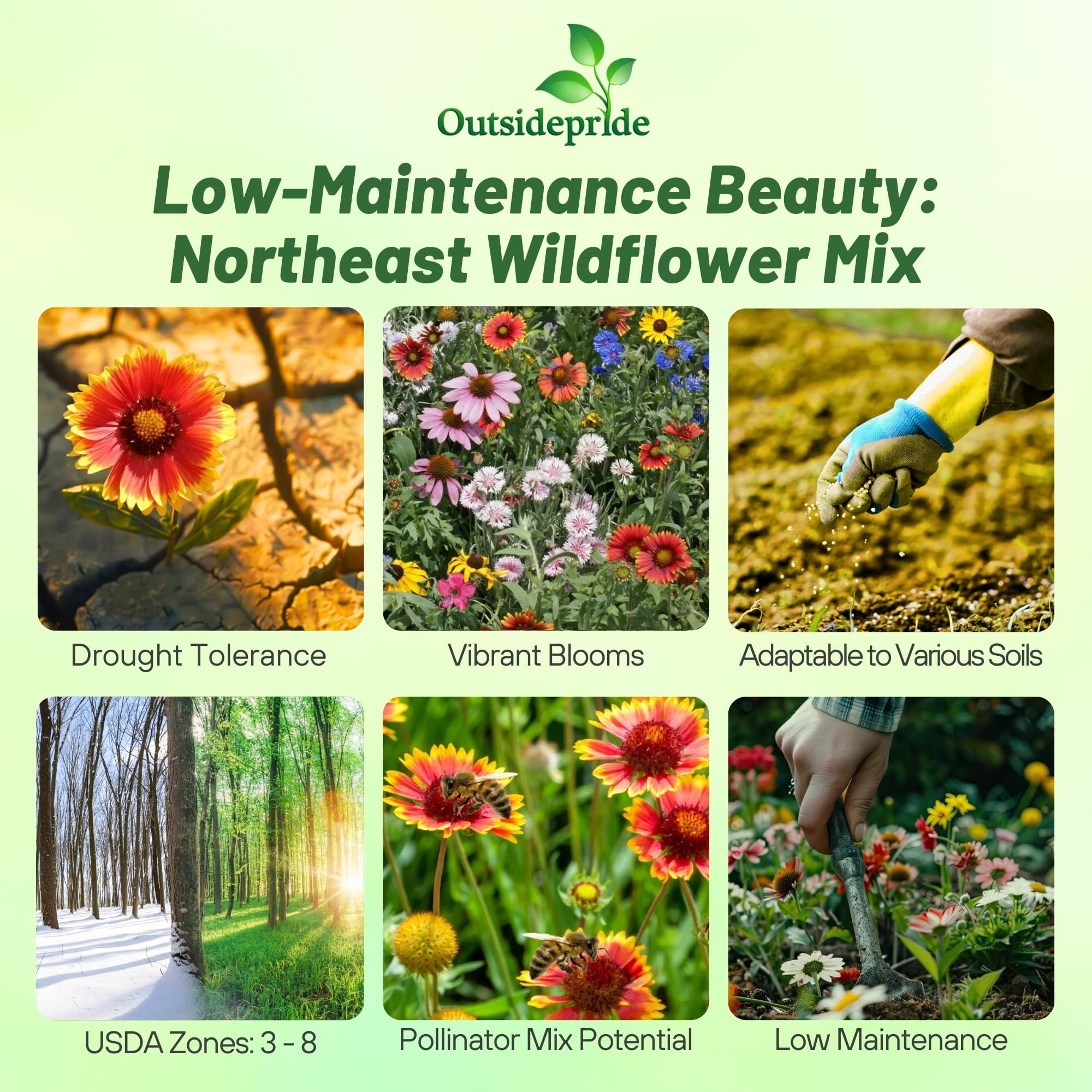 Outsidepride Northeast Wildflower Seed Mix - Annuals & Perennials, 1 LB -  Walmart.com