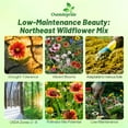 thumbnail image 2 of Outsidepride 1 lb. Northeast Wild Flower Seed Mix for Northeastern States, 2 of 5