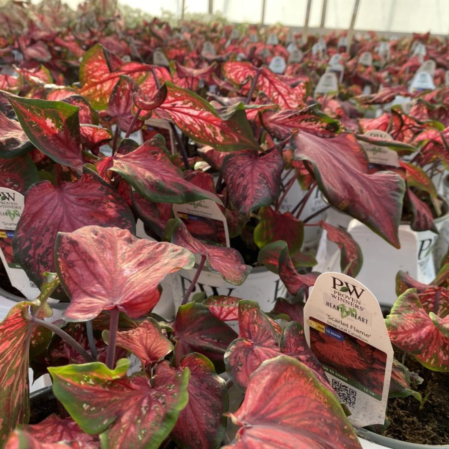 Proven Winners 5" Multicolor Heart to Heart 'Scarlet Flame' Sun or Shade Caladium Live Plant in 4.5" Pot