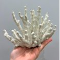 thumbnail image 3 of Abbott Collection 3D Starfish, White (Large), 3 of 7