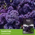 thumbnail image 3 of 5 Packs Scarlet Kale Seeds - Non-GMO Heirloom Biennial Full Sun Vegetable, 3 of 8