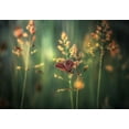thumbnail image 2 of Vinogradof, Florentin 14x11 Black Ornate Wood Framed with Double Matting Museum Art Print Titled - Last Light, 2 of 4