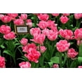 thumbnail image 2 of 20 Double Early Foxtrot Tulip Bulbs - Tulipa Double Early, 2 of 3