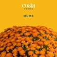 thumbnail image 3 of Costa Farms 1-Qt Orange Mums Chrysanthemum, Full Sun, Outdoor Live House Plants, 8-Pk, 3 of 9