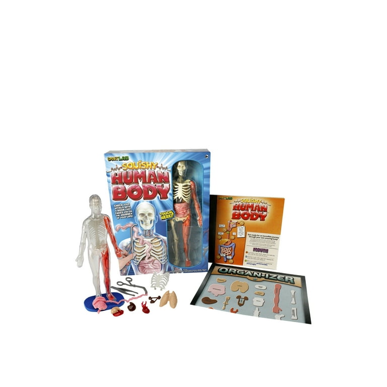 SmartLab Squishy Human Body Kit - Visible Science Anatomy