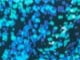 Aqua Abstract