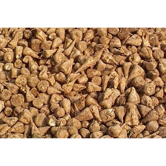 SeedRanch Sugar Beet Seed - 1 Lb.