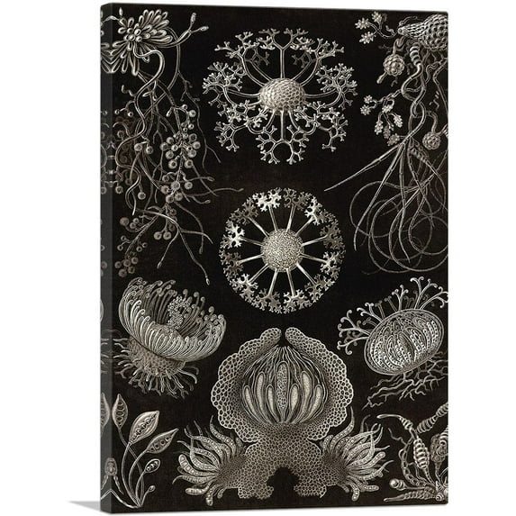 ARTCANVAS Ascomycetes Canvas Art Print by Ernst Haeckel - Size: 26" x 18" (0.75" Deep)