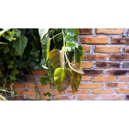 - LAMINATED POSTER Branch Tree Twig Season Leaves Plant Vine Poster Print 24 x 36