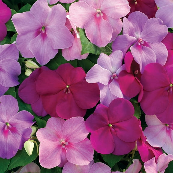 Impatiens Walleriana Xtreme Sapphire Garden Flower Plant Seed Mix - 200 Seeds