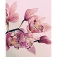 thumbnail image 3 of Urban Epiphany 15x18 Black Modern Framed Museum Art Print Titled - Pink Orchids, 3 of 5