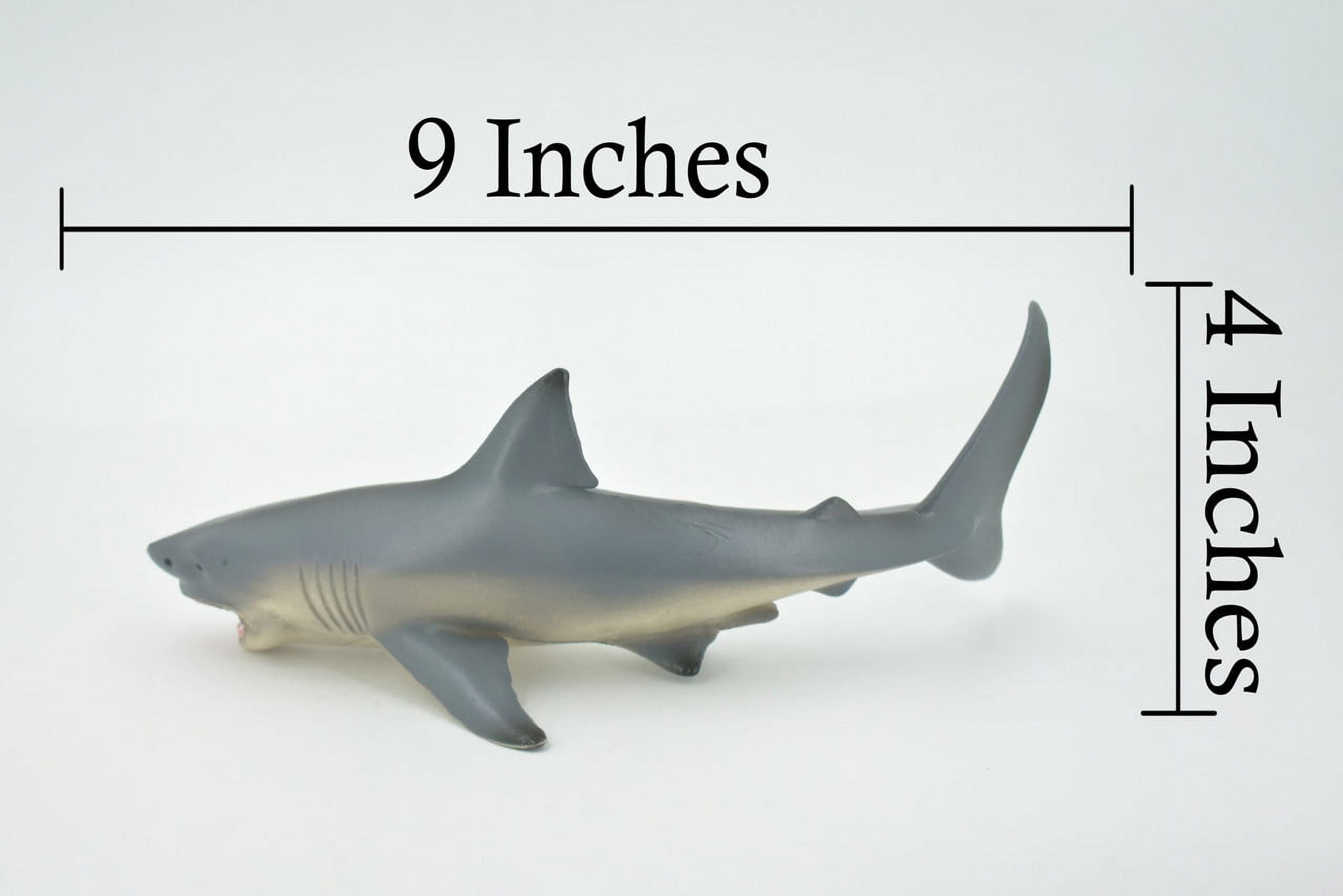 リトルシャーク DSC_0127__87358.1699315466.386