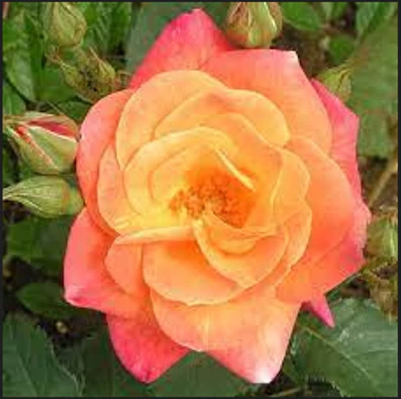 30 Seeds Climbing Joseph's Coat Rose Seeds Perennial Non, Mix for Garden Planting