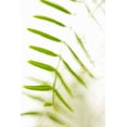 thumbnail image 2 of Millet, Karyn 11x14 White Modern Wood Framed Museum Art Print Titled - Palm Fonds IV, 2 of 4