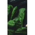 thumbnail image 3 of Grandi Foglie Valentino Basil Seeds/Annual/Full Sun/17K Seeds 1 oz/ Zellajake Farm and Garden - B274, 3 of 5