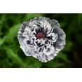 thumbnail image 2 of Seedville 50 Amazing Grey Poppy Shirley Poppy Flower Seed, 2 of 11
