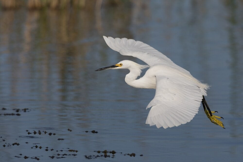 Snowy Egret flying Poster Print by Ken Archer - Walmart.com - Walmart.com