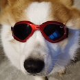 thumbnail image 3 of Gafas de sol para perros, correa ajustable para gafas de sol ultravioleta, impermeables, 3 of 5