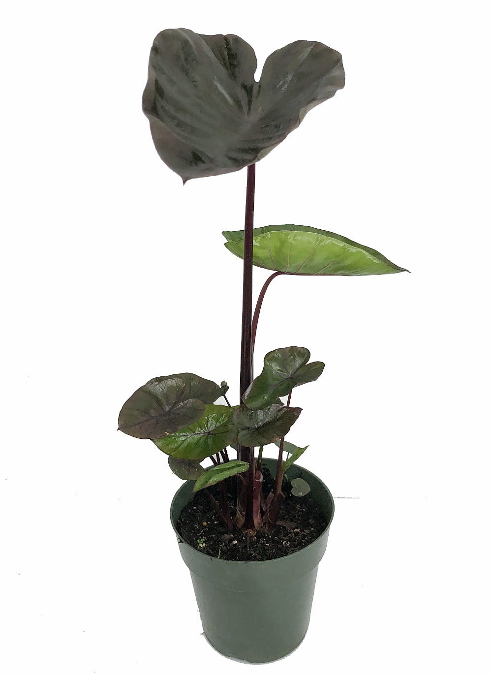 Black Stem Elephant Ears Plant Alocasia macrorrhiza 6