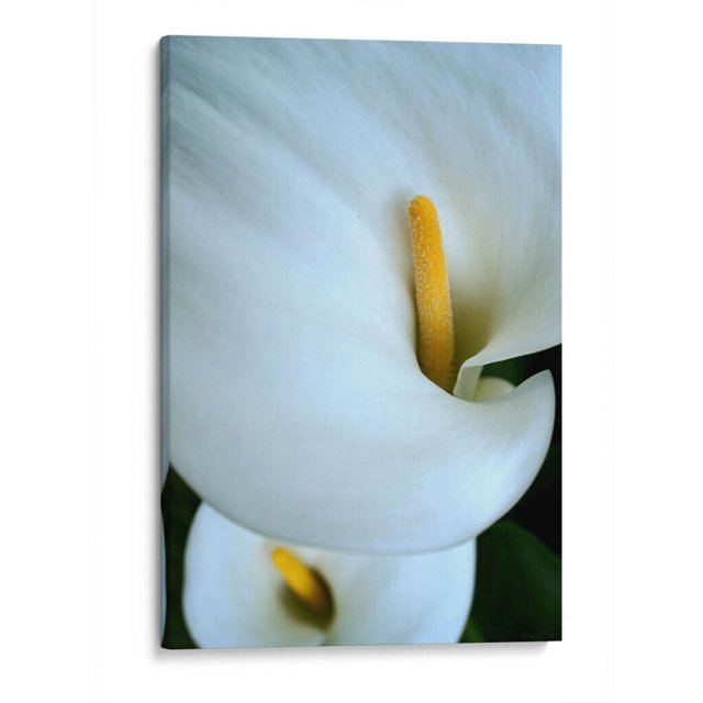 Cuadro decorativo - Alcatraces, Mauricio Silerio 90x135 Canvas Lab Botánica, Floral, Naturaleza,