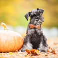 thumbnail image 4 of Mumup Christmas Dog Collar with Bow, Adjustable Red Green Plaid Dog Collars with Removable Bowtie Christmas Collars for Large Dogs Pets, 4 of 5