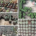 thumbnail image 4 of Pots for Seed Starting/Cuttings, 2.15 Inch Plastic Square Plant Nursery Pots, Small Pots for Indoor/Outdoor for Seedlings, Cuttings, Transplanting,50pcs, 4 of 5