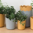 thumbnail image 1 of Travelwant Plastic Plants Nursery Pots Reusable Plant Seeding Nursery Pot ，Colorful Flower Plant Container Seed Starting Pots with Pallet, 1 of 7