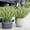 White, variant on TFYZYY Artificial Lavender Plants 10 Pack Outdoor Indoor Decor Plastic Flowers for Home Weddings Gardens Porches Terraces Greening