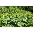 thumbnail image 6 of 250 AZTEC TOBACCO Midewiwan Sacred Nicotiana Rustica Yellow Flower Herb Seeds, 6 of 7