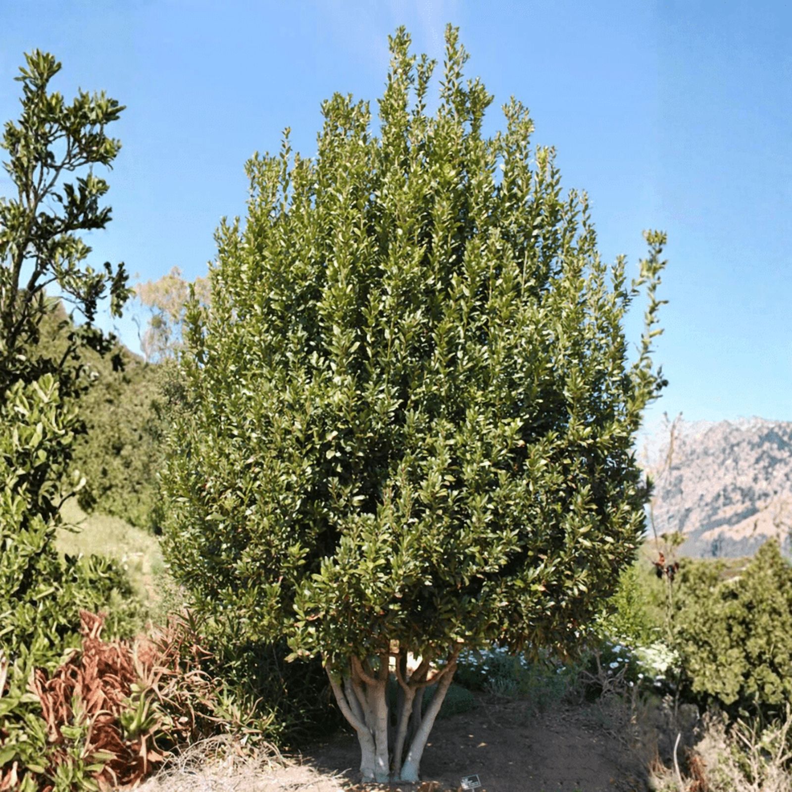Bay Leaf Live Plant, 8 to 10 Inches in Tall, Laurel Nobilis for Indoor Outdoor Planting