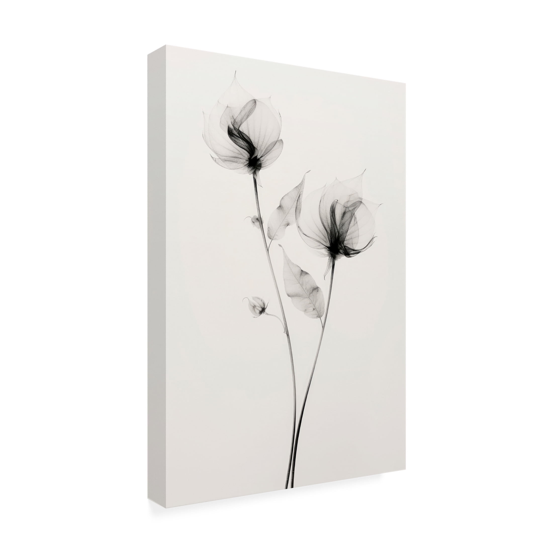 Trademark Fine Art Treechild   Transparent Botanic No 7 Canvas Wall Art