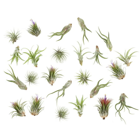 Delray Plants Air Plants (Tillandsia) Easy to Grow Live House Plant, Assorted Mix,