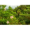 thumbnail image 2 of Jaynes Gallery 14x11 White Modern Wood Framed Museum Art Print Titled - Caribbean-Trinidad Tropical jungle landscape with hibiscus flowers, 2 of 4