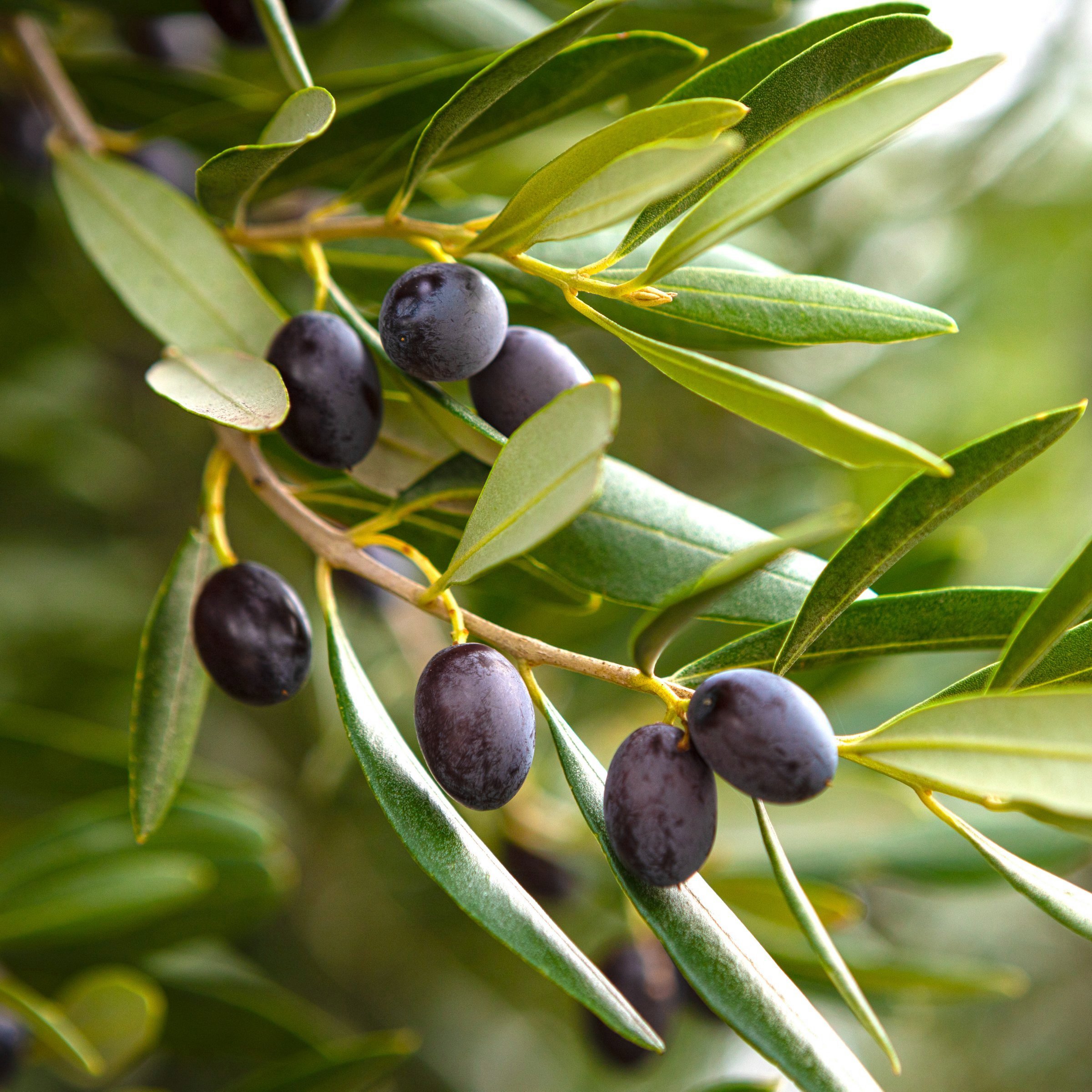 National Plant Network 1 gal. Bucida Buceras Black Olive Tree