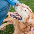 thumbnail image 5 of Purina DentaLife Dental Dog Treats for Large Dogs 40+ lbs – Daily Oral Care Chews – 18 Count | MerlinsMart Zine + Rope Toy, 5 of 9