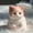 E, variant on C Oversized Kawaii Kitty Cat Plush Squeeze Toy Soft Animal Fidget Doll Stress Relief Sensory Play For Adults Teens
