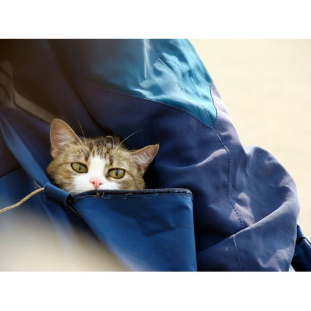 - Framed Art For Your Wall Cute Feline Bag Domestic Cat Bengal Eyes Pet 10x13 Frame