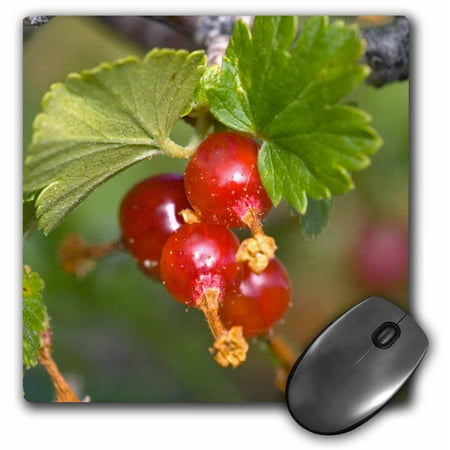 Wild Wax 3dRose Wax Currant, Gooseberry, wild wax currents, flora - NA01 FZU0013 - Frank Zurey, Mouse Pad, 8 by 8 inches ()