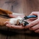 thumbnail image 4 of Dog & Cat Pets Nail Clippers And Trimmers Professional Pet Nail Clipper Grooming Tool, 4 of 4