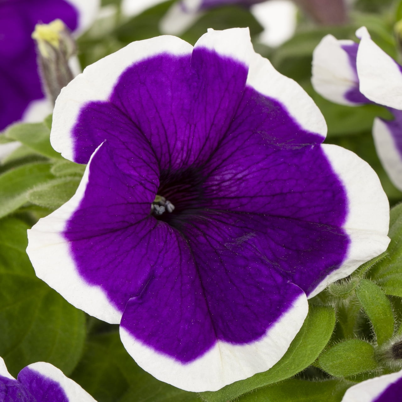 Expert Gardener 1.5gal Purple White Petunia Live Annual Plant Hanging Basket Sun