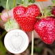 thumbnail image 3 of 5pcs diseño de corazón fruta molde de fruta jardín fruta verdura moldeado moldes, 3 of 6