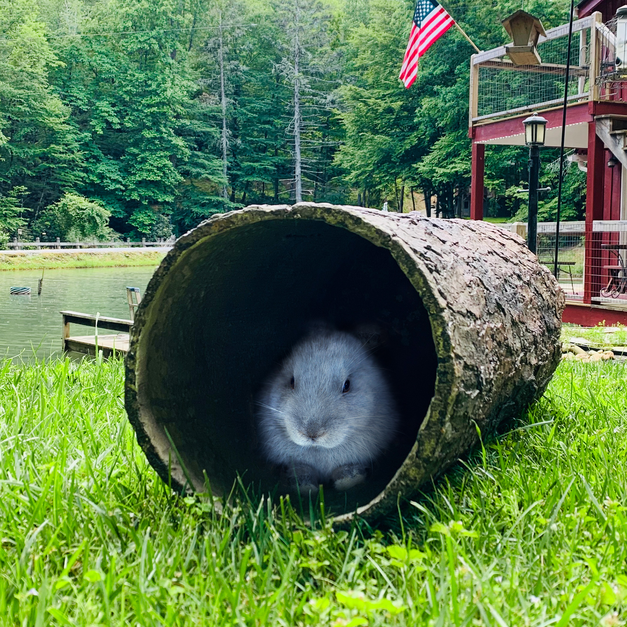 Hidden Hideaway! Large Weatherproof Hollow Log Hideout for Rabbits and