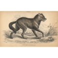 thumbnail image 2 of North American Prairie Wolf Or Coyote Canis Latrans Poster Print By ?? Florilegius Mary Evans, 2 of 4