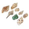 thumbnail image 1 of HLONK 100G Mixed Beach Colorful Seashells Craft Aquarium Home Decoration, 1 of 3