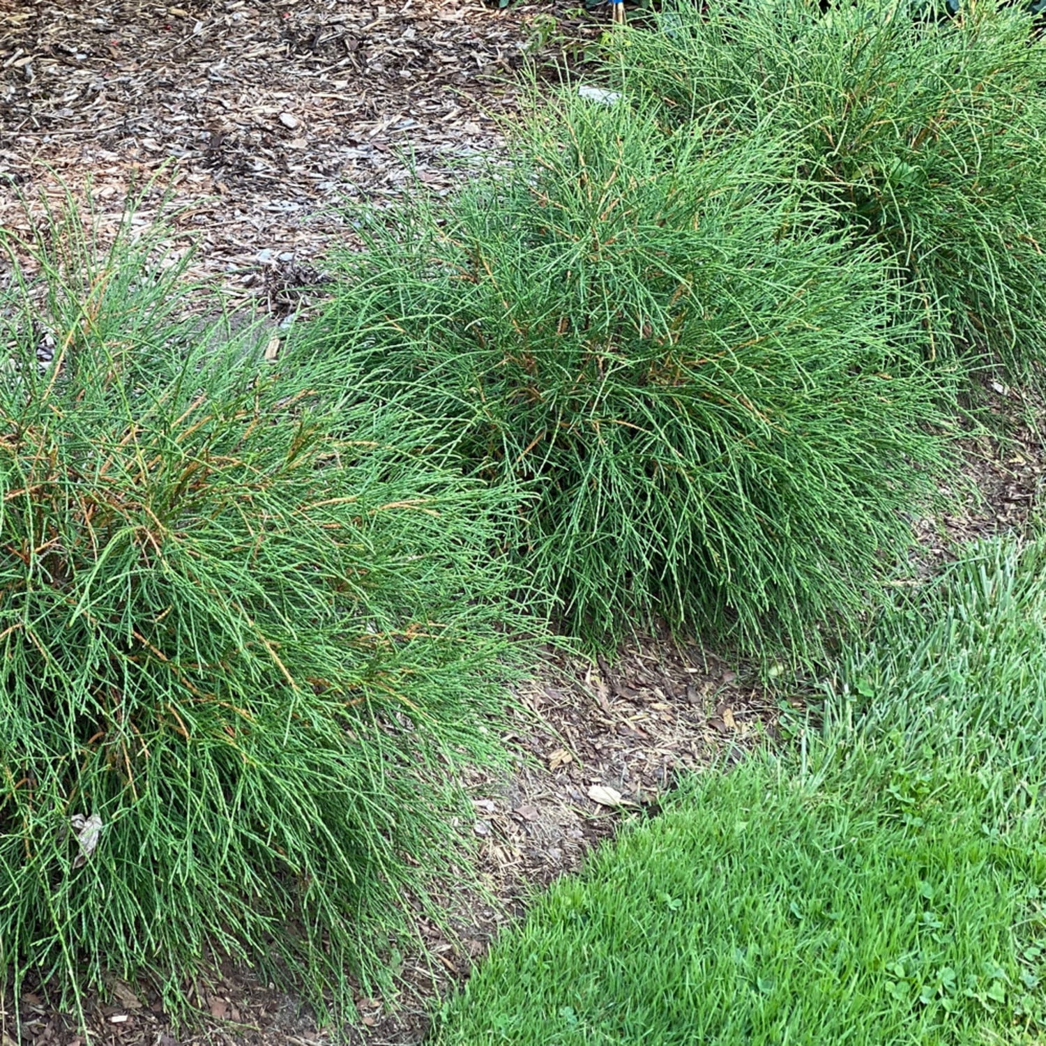 Proven Winners ColorChoice 6" Whip It Good Arborvitae Live Plant in 7.5" Pot