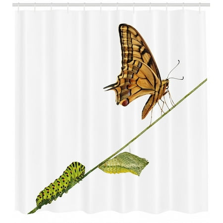 Swallowtail Butterfly Shower Curtain Caterpillar Pupae Butterfly