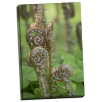 Gango Home Decor Contemporary Sword Fern II by Kathy Mahan (Ready to Hang); One 24x36in Hand-Stretched Canvas