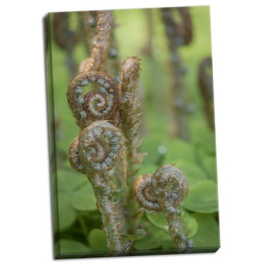 Gango Home Decor Contemporary Sword Fern II by Kathy Mahan (Ready to Hang); One 24x36in Hand-Stretched Canvas