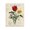 Vintage Botanical Anatomy Tulips, variant on Stupell Industries Transitional Vintage Nature Page Black Floating Frame Canvas Art, 17 x 21, by Grace Popp